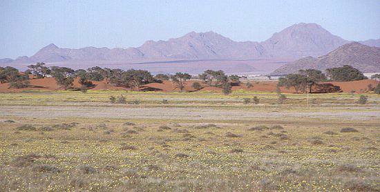 Namib Wste als Blumenbeet nach Regen