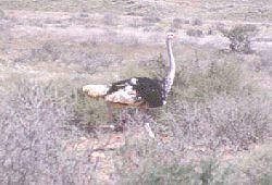 Emu in der Namib Wste