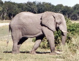 Elephant