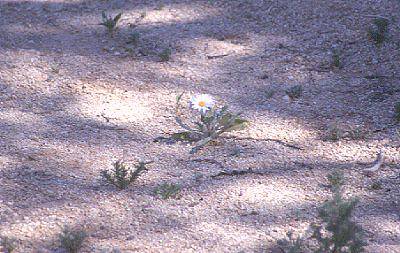einsame Blume in der Namib Wste