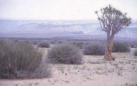 Kcherbaum mit Fish River Canyon im Hintergrund