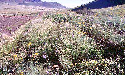 Blumen am Pistenrand - Namib Wüste