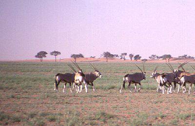 Whrend Game drive von Tolou's Lodge