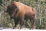 buffalo