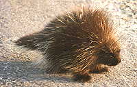 porcupine