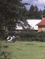 Storch im Abflug